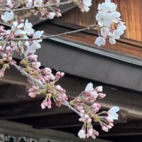 湯宮神社の桜