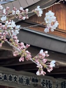 湯宮神社の桜