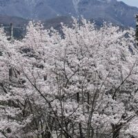 桜と志賀高原