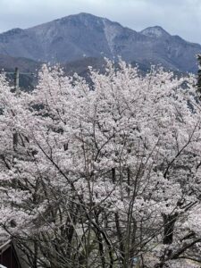 桜と志賀高原