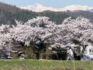 桜、アルプス、青空