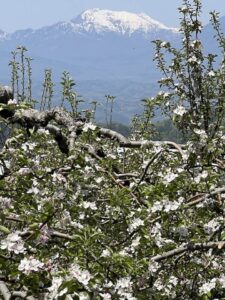 つがるの花と戸隠山