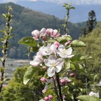 りんごの花と北アルプス