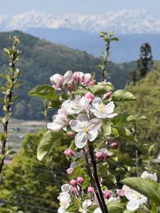 りんごの花と北アルプス