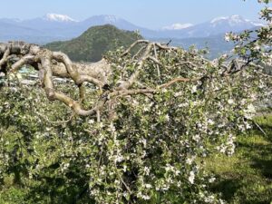 りんごの花と北信五岳