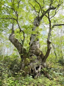 シナノキの巨木
